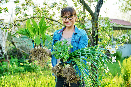 戴园艺手套的妇女拿着玉簪景天水仙花植物的灌木丛，其根用于分植