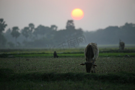 印度西孟加拉邦孙德尔本斯日落时分，一头牛在吃草