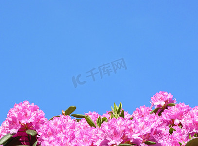 天空粉色摄影照片_杜鹃花和蓝天