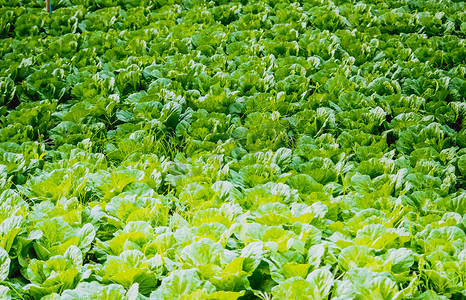 选择性聚焦菜园有机蔬菜温室生菜产业农业商业健康