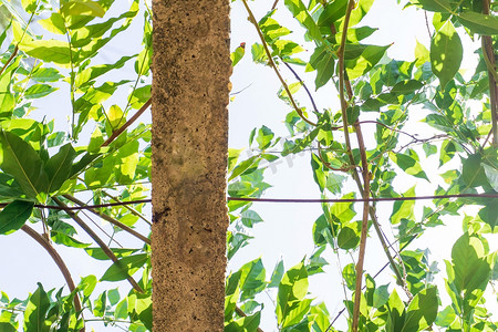 杆树摄影照片_阳光明媚的天空下混凝土杆上绿色树枝的底部视图