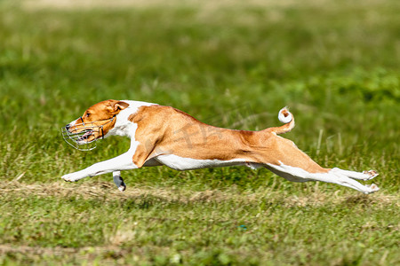 巴森吉狗在绿地上引诱比赛
