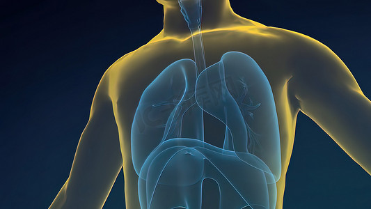 横膈膜位于肺部下方，是呼吸的主要肌肉。