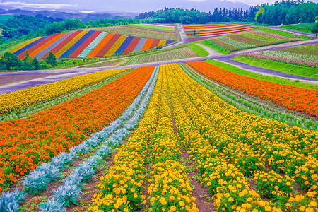 四季绫山 我们的花田（北海道美瑛町）