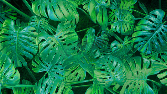 3D 渲染 cg 绿色抽象植物背景