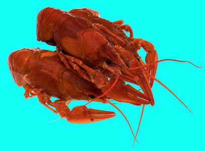 蓝色小龙虾摄影照片_蓝色背景中新鲜酿造的红小龙虾