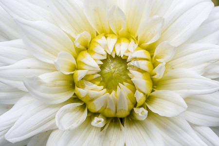 一朵白菊花的特写