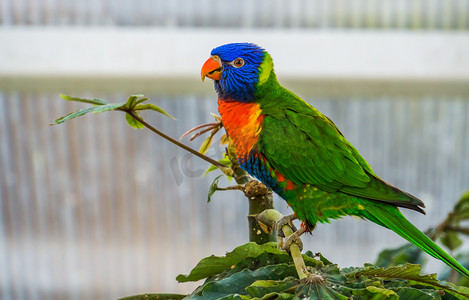 澳洲地图摄影照片_树上彩虹澳洲鹦鹉的特写，来自澳大利亚的色彩缤纷的热带鸟类
