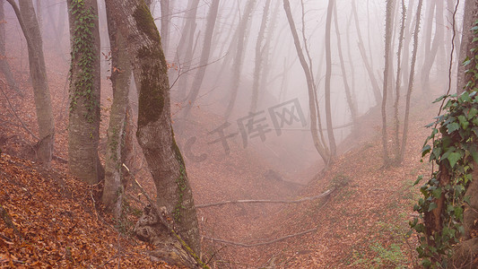 薄雾的秋季森林