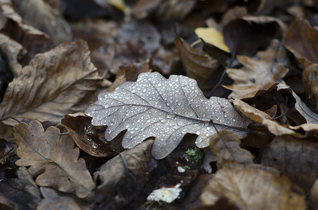 露珠桃花摄影照片_地板上有柔和色彩和色调的秋叶，上面有水