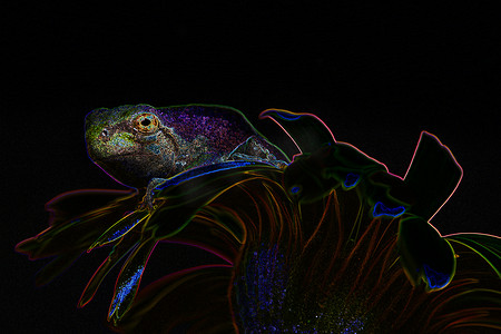 霓虹灯青蛙和花