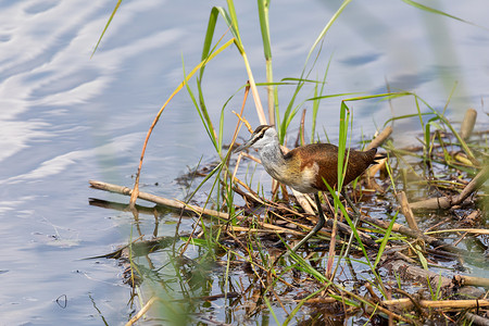 小水雉涉水在湿地，纳米比亚非洲野生动物