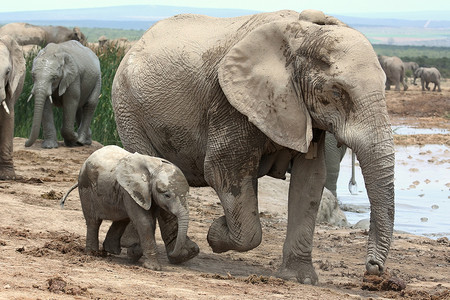 后备箱摄影照片_非洲象宝宝和妈妈