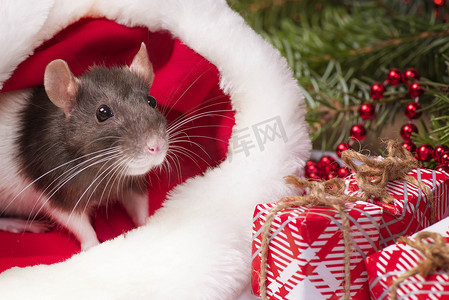 小清新日系风格摄影照片_一只毛茸茸的小老鼠坐在节日礼品盒里。