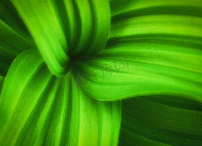 绿色大叶子摄影照片_绿色的大叶子，有弯曲的线条