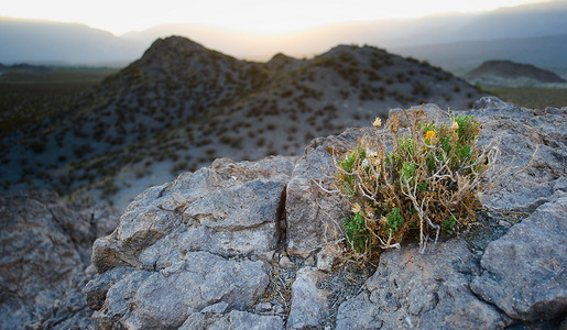 耐干旱摄影照片_生长在阿根廷门多萨乌斯帕亚塔附近岩石露头上的沙漠植物。
