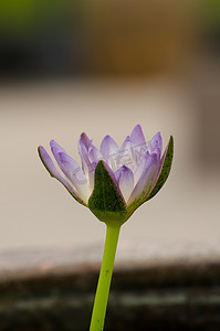 白色混合紫色莲花漂浮在盛开中