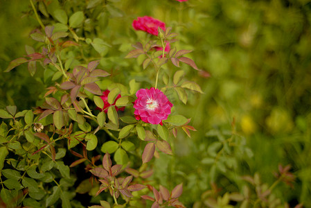 玫瑰花园摄影照片_花园里色彩缤纷、美丽、精致的红玫瑰，美丽的红玫瑰花园