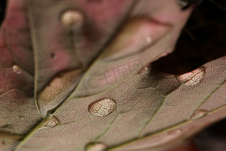 露珠桃花摄影照片_大自然中叶子上的水滴