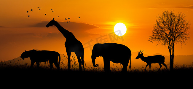 大群非洲野生动物。