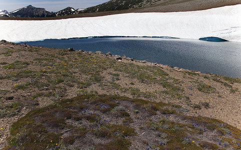 华盛顿冰冻湖面倒影雷尼尔山日出时的野花