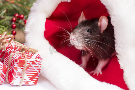 一只毛茸茸的小老鼠坐在节日礼品盒里。