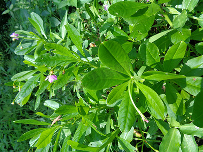 自然背景下的 Talinum papulatum（名花、欧帕宝石、粉红满天星、人参爪哇）