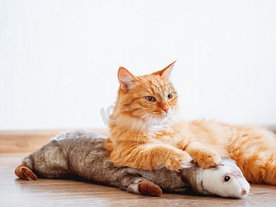 宠物家摄影照片_可爱的姜猫躺在地板上，带着最喜欢的玩具-毛绒雪貂。