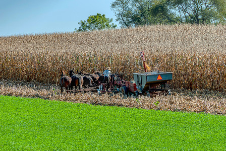 阿米什农民在阳光明媚的秋日用 6 匹马拉动燃气收割机收割饲料玉米
