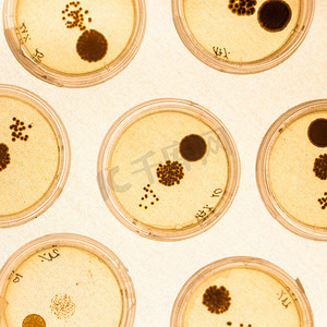 在培养皿中培养细菌。