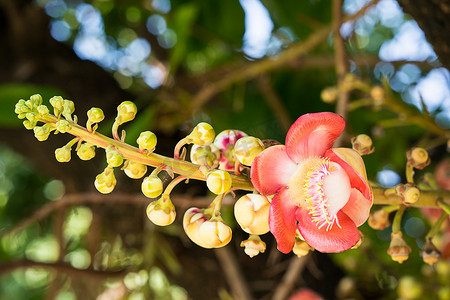 炮弹花摄影照片_树上的炮弹花（Couroupita guianensis）