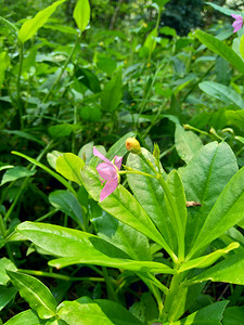 自然背景下的 Talinum papulatum（名花、欧帕宝石、粉红满天星、人参爪哇）