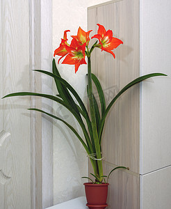 朱顶红，明亮的红色和橙色，有白绿色的核心，在粗大的绿色茎上开出四朵大花。