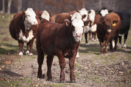 家庭农场摄影照片_与家人一起养牛