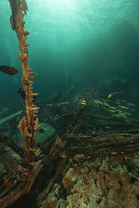 红海中的游猎船残骸和水生生物。