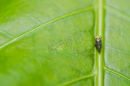 麦花摄影照片_花上的蚜虫