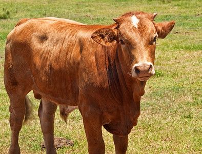 澳大利亚肉牛，年轻的赫里福德安格斯杂交牛