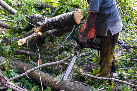 男子使用电链锯和专业人士砍树
