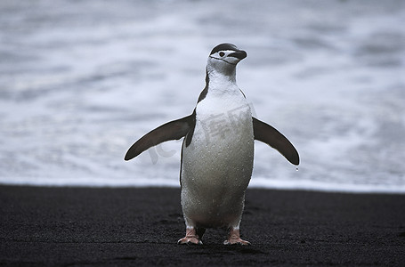 奇幻自然摄影照片_帽带企鹅 (Pygoscelis antarcticus) 在海边