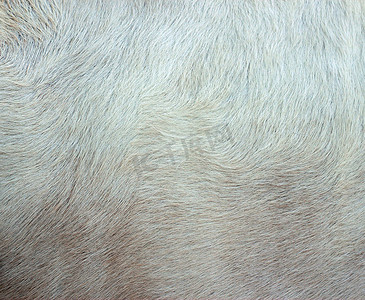 牛皮肤的详细宏观图片。