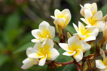 白色鲜花摄影照片_白色和黄色的鸡蛋花