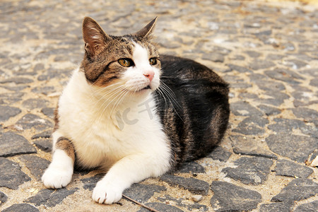 顶喷大花洒摄影照片_大花猫