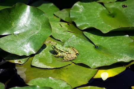 水井与青蛙摄影照片_湖中荷叶上的绿蛙
