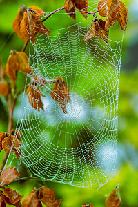 万圣节非常可怕的蜘蛛网