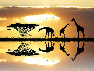 游猎摄影照片_夕阳下的长颈鹿剪影