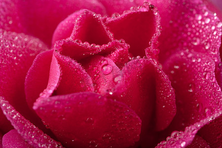 美丽的粉红玫瑰与水滴（浅焦点）