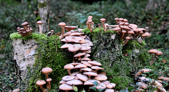 五一大放价摄影照片_森林里的蘑菇