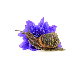 一朵菊花摄影照片_花园害虫，蜗牛，吃一朵蓝色的菊花