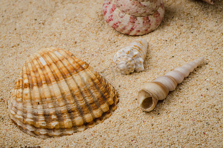 贝壳摄影照片_海贝壳和海螺在沙滩上