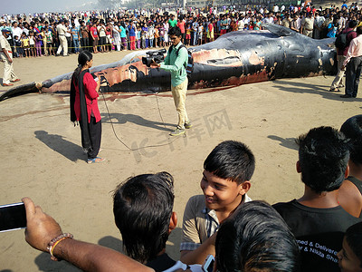 围观人摄影照片_印度 - 环境 - 鲸鱼